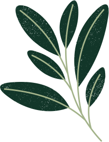 Olive-leaf